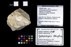 Foto (Objekt + Etikett) von Cycloprosopon stenofrons (Schweitzer & Feldmann, 2010)  (NHMW-GEO-1990-0041-2488)